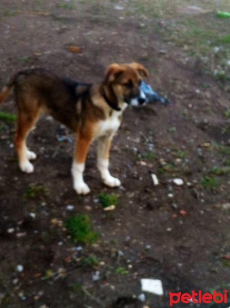 Boxer, Köpek  Lucy fotoğrafı