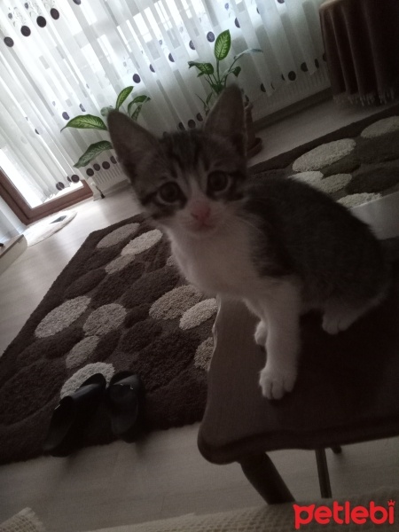 Tekir Kedi, Kedi  Boncuk fotoğrafı