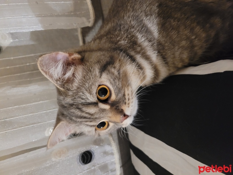 British Shorthair, Kedi  Kiwi fotoğrafı