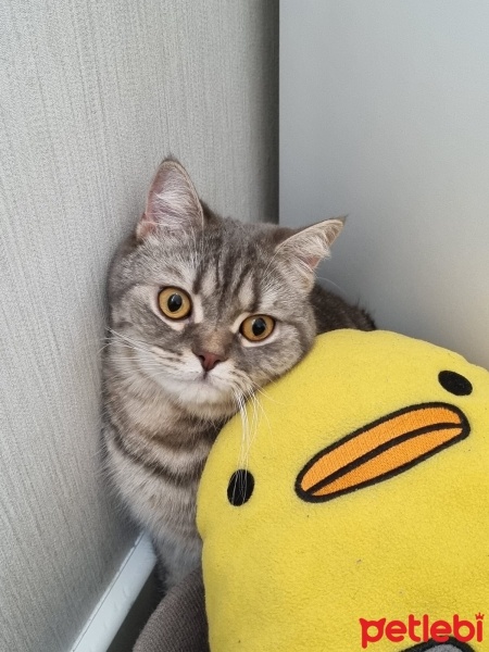 British Shorthair, Kedi  Kiwi fotoğrafı