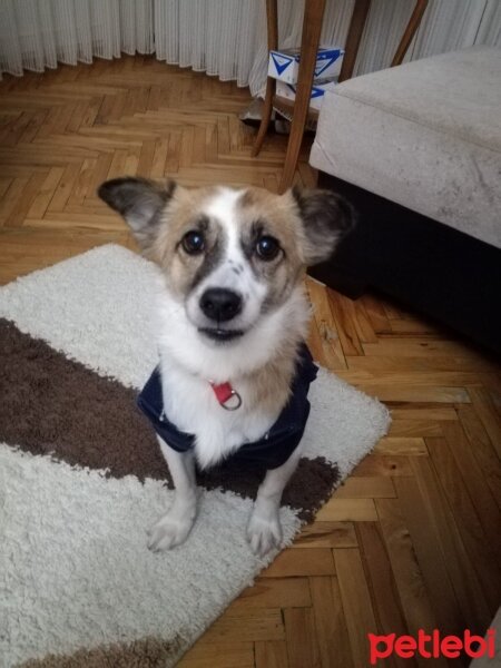 Jack Russell Terrier, Köpek  Köpüş fotoğrafı