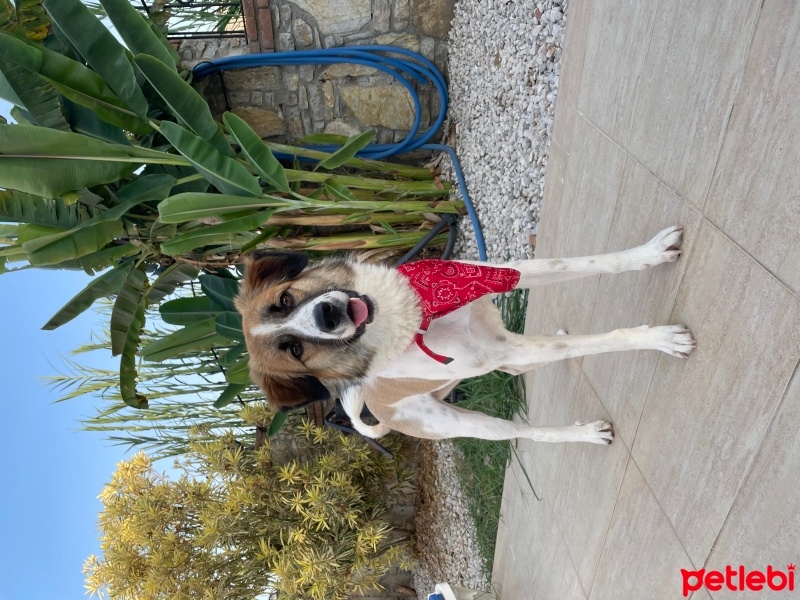 Border Collie, Köpek  Lucy fotoğrafı