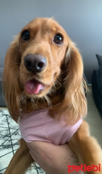 İngiliz Cocker Spaniel, Köpek  ROSA-MURPHY fotoğrafı