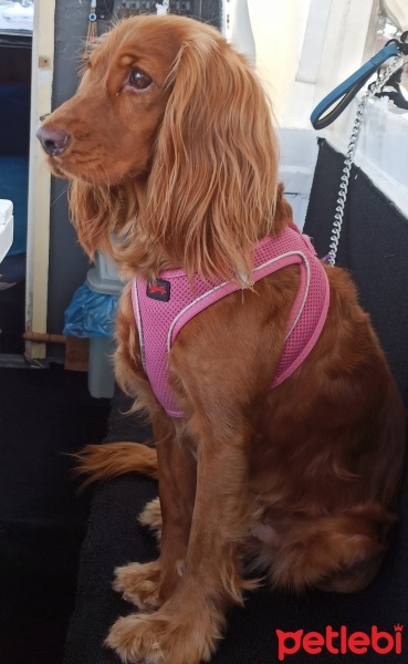 İngiliz Cocker Spaniel, Köpek  ROSA-MURPHY fotoğrafı