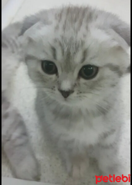 Scottish Fold, Kedi  Mia fotoğrafı