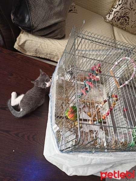 Tekir Kedi, Kedi  MIRMIR SU fotoğrafı