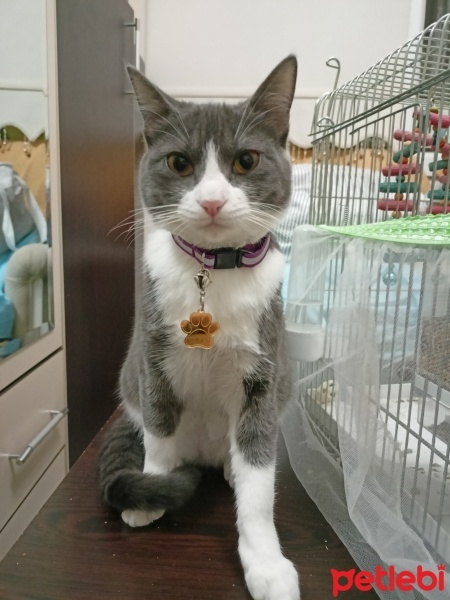 Tekir Kedi, Kedi  MIRMIR SU fotoğrafı