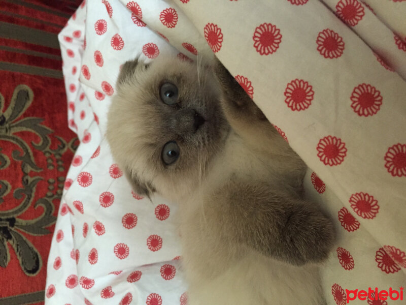 Scottish Fold, Kedi  Kontes fotoğrafı