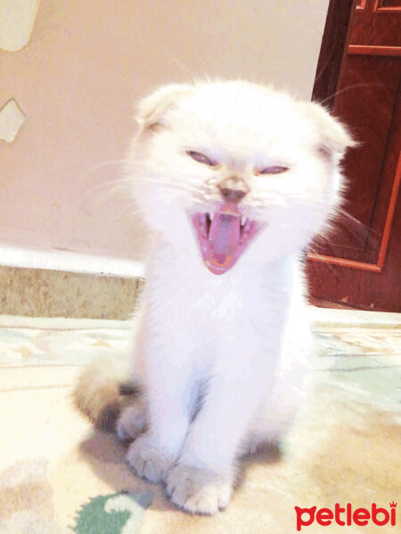 Scottish Fold, Kedi  Kontes fotoğrafı