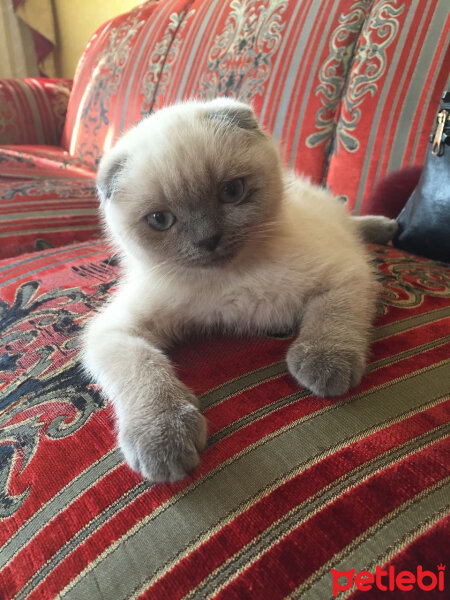 Scottish Fold, Kedi  Kontes fotoğrafı