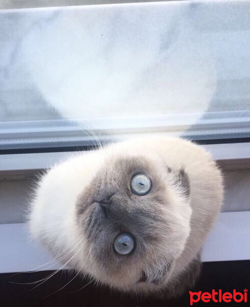 Scottish Fold, Kedi  Kontes fotoğrafı