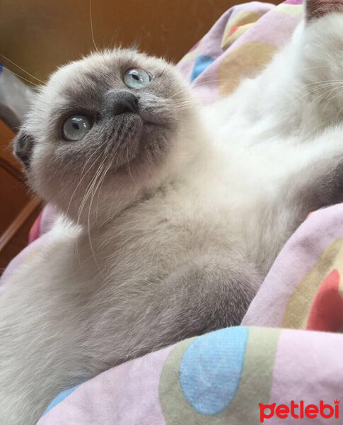 Scottish Fold, Kedi  Kontes fotoğrafı