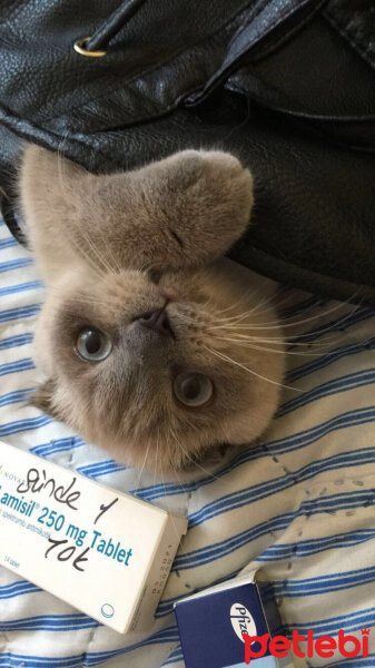 Scottish Fold, Kedi  Kontes fotoğrafı