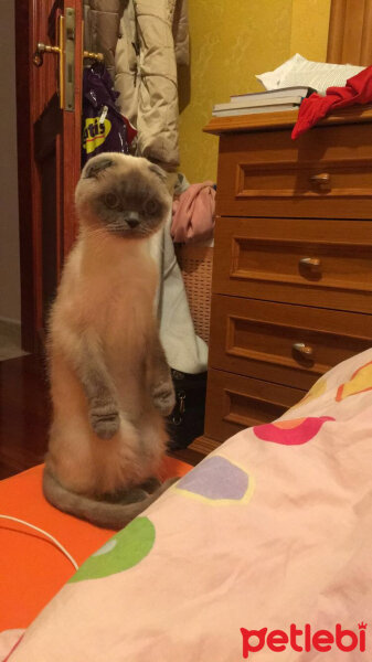 Scottish Fold, Kedi  Kontes fotoğrafı