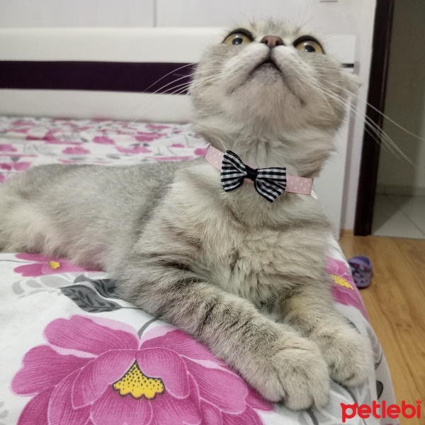 Scottish Fold, Kedi  Gümüş fotoğrafı