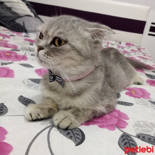 Scottish Fold, Kedi  Gümüş fotoğrafı