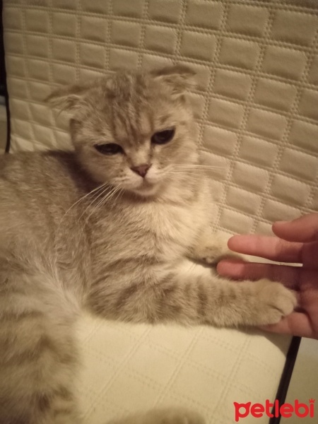 Scottish Fold, Kedi  Gümüş fotoğrafı
