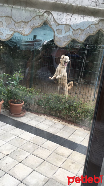 Golden Retriever, Köpek  Lokum fotoğrafı