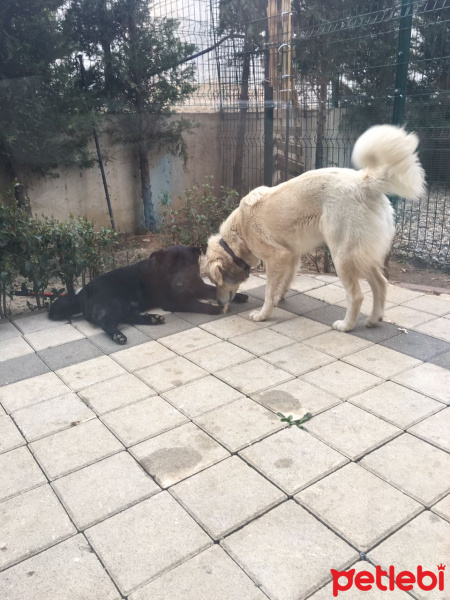 Golden Retriever, Köpek  Lokum fotoğrafı