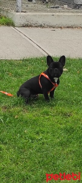 Fransız Bulldog, Köpek  Cookie fotoğrafı