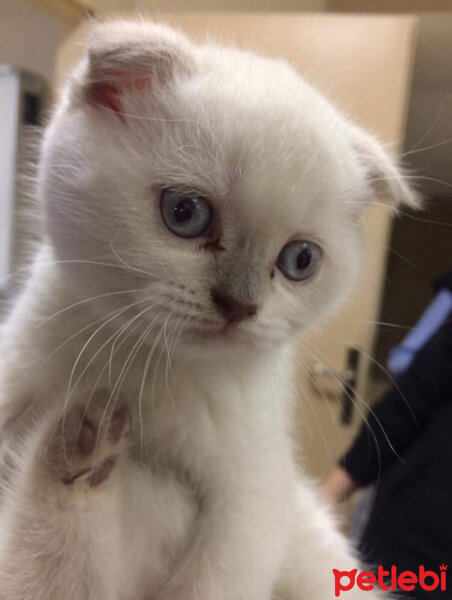 Scottish Fold, Kedi  Prens fotoğrafı