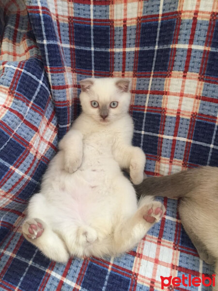 Scottish Fold, Kedi  Prens fotoğrafı