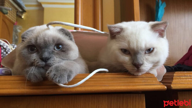 Scottish Fold, Kedi  Prens fotoğrafı