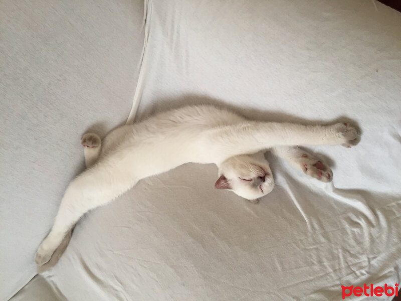 Scottish Fold, Kedi  Prens fotoğrafı