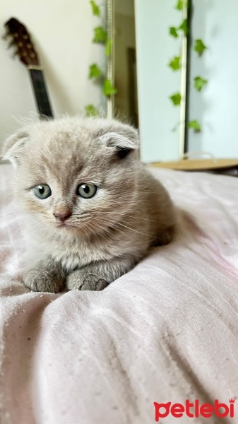 Scottish Fold, Kedi  Scotish yavru fotoğrafı