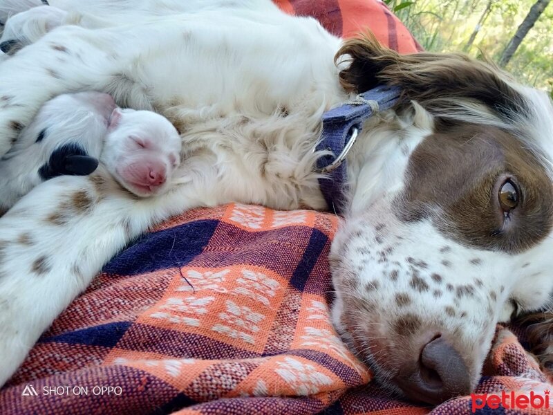 İngiliz Setter, Köpek  cookie fotoğrafı