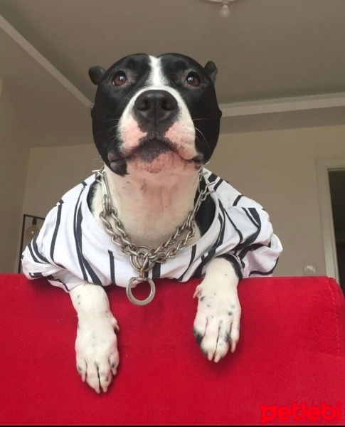 Amerikan Staffordshire Terrier, Köpek  Bella fotoğrafı