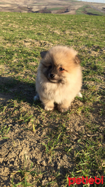 Pomeranyalı, Köpek  Boo fotoğrafı