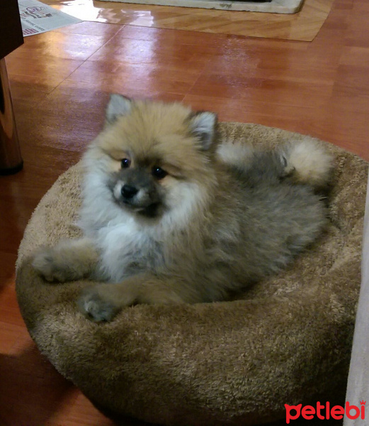 Pomeranyalı, Köpek  Boo fotoğrafı