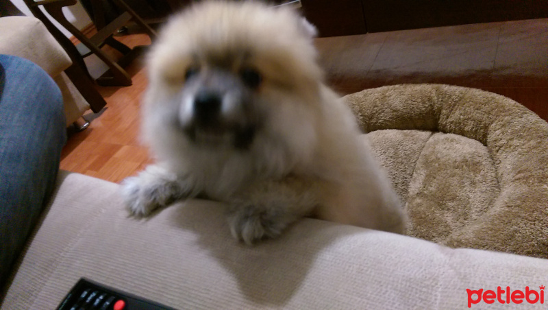 Pomeranyalı, Köpek  Boo fotoğrafı