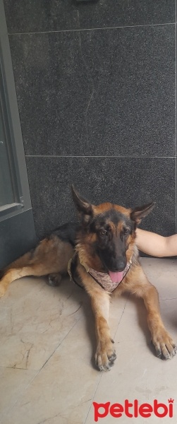 Alman Çoban Köpeği, Köpek  Alex fotoğrafı