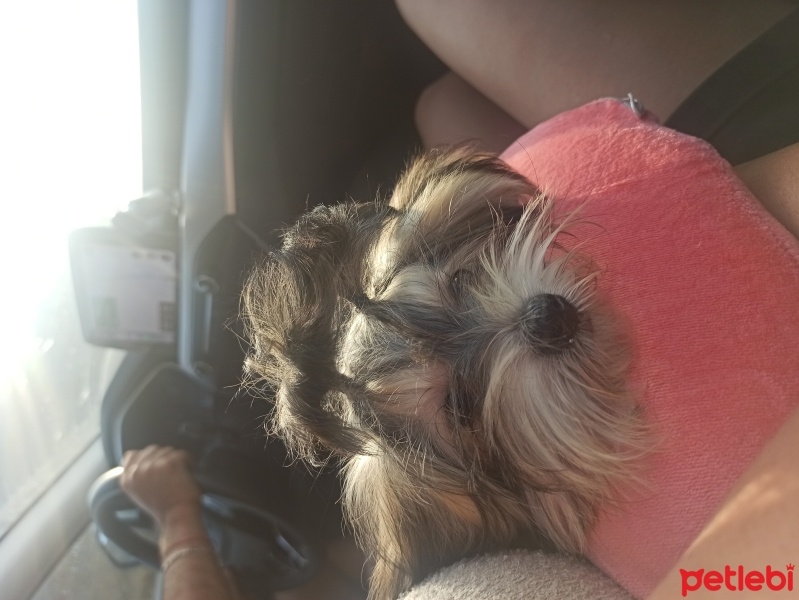 Yorkshire Terrier, Köpek  Daisy fotoğrafı