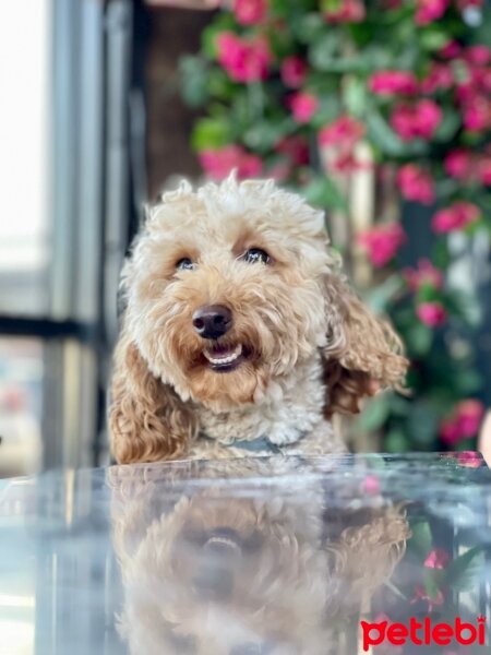 Poodle(Standart Kaniş), Köpek  Thor fotoğrafı