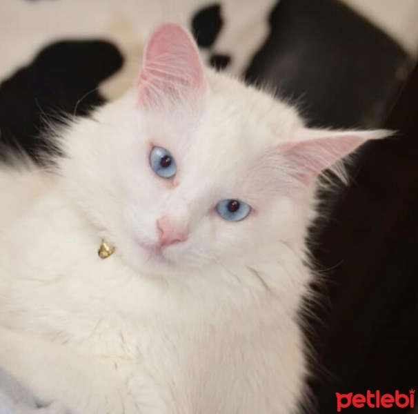 Ankara Kedisi, Kedi  Güneş fotoğrafı