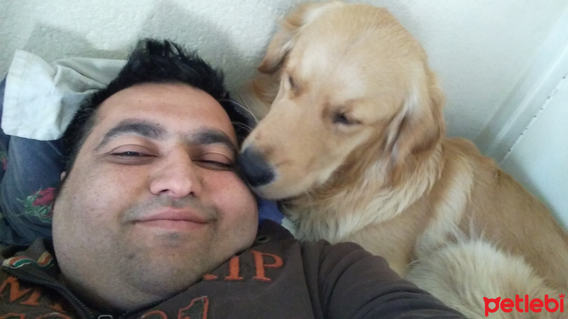 Golden Retriever, Köpek  Zeus fotoğrafı