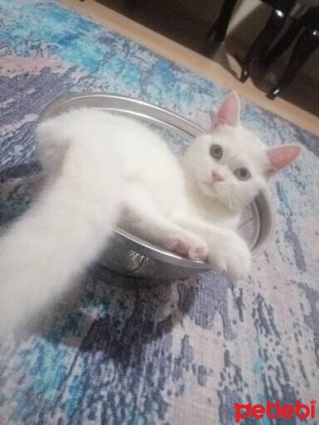 Van Kedisi, Kedi  Sütlaç fotoğrafı