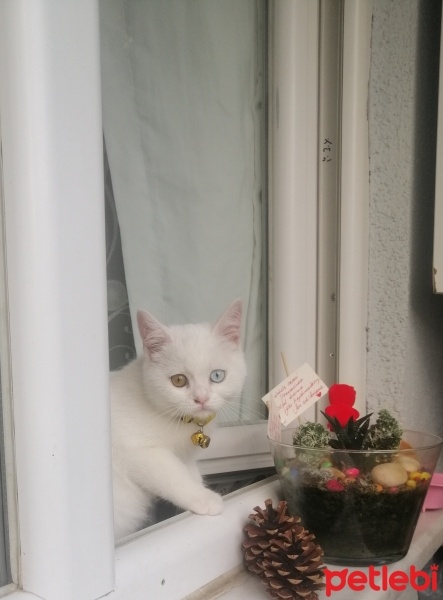 Van Kedisi, Kedi  Sütlaç fotoğrafı