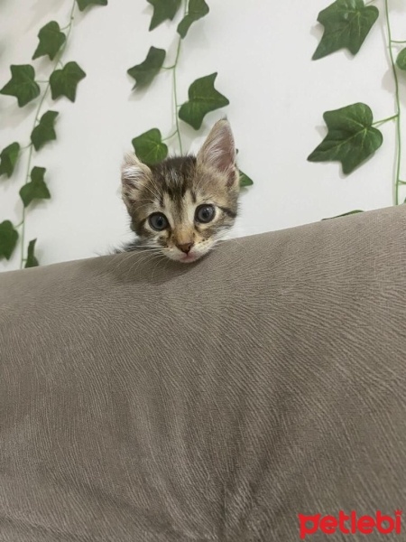 Tekir Kedi, Kedi  Boncuk fotoğrafı