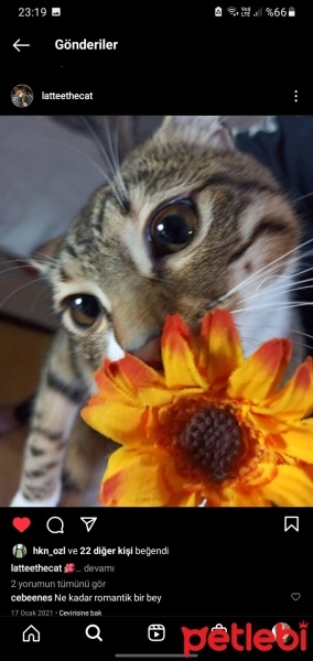 Tekir Kedi, Kedi  Latte fotoğrafı