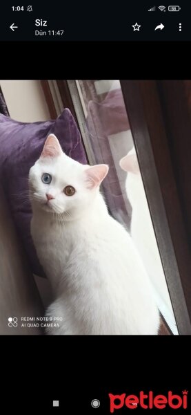 British Shorthair, Kedi  Casper fotoğrafı