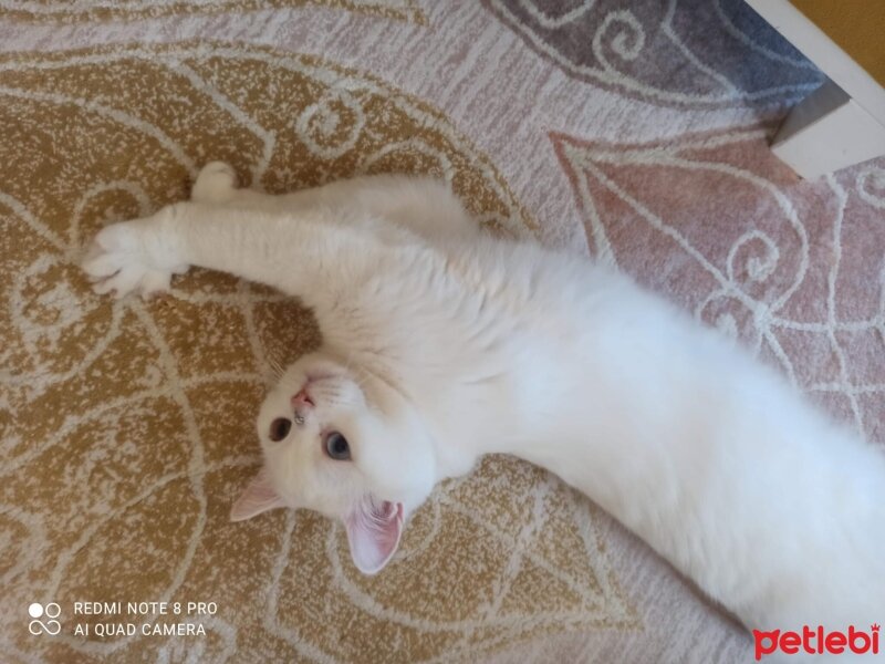 British Shorthair, Kedi  Casper fotoğrafı