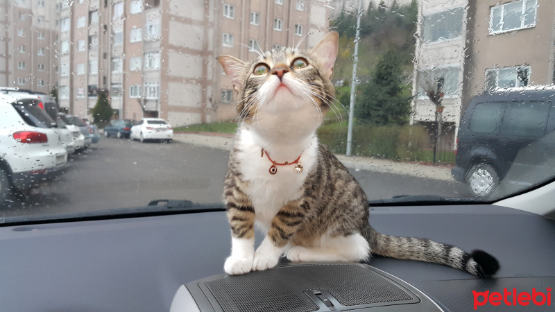 Tekir Kedi, Kedi  Müstesna fotoğrafı
