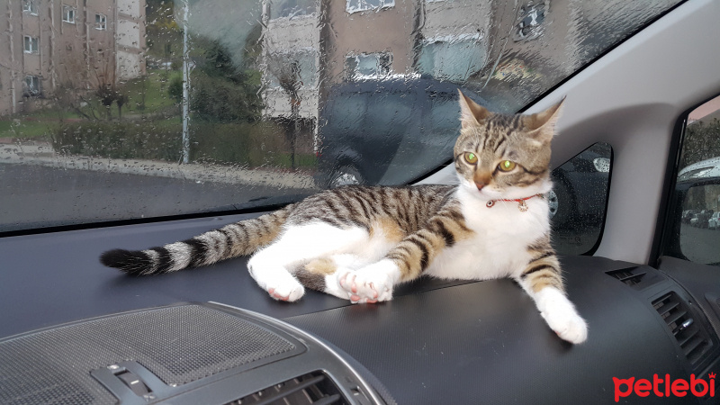 Tekir Kedi, Kedi  Müstesna fotoğrafı