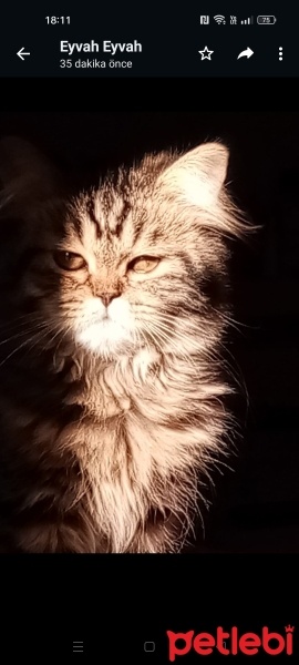Chinchilla, Kedi  Ponçik fotoğrafı