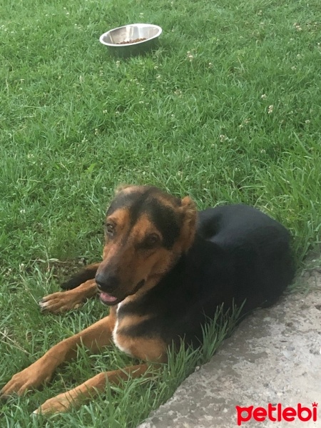 Sokö (Sokak Köpeği), Köpek  Bıdık fotoğrafı
