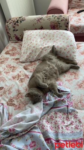 British Shorthair, Kedi  Duman fotoğrafı